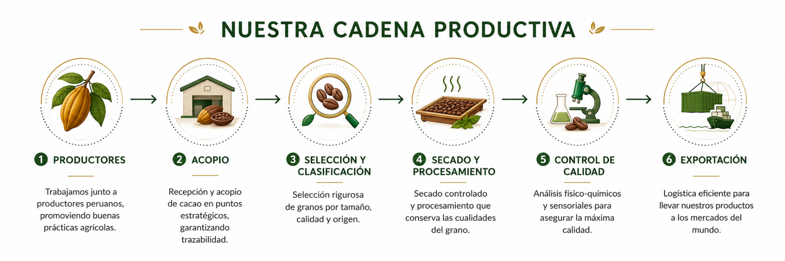 Nuestra cadena productiva: productores, acopio, selección y clasificación, secado y procesamiento, control de calidad y exportación.